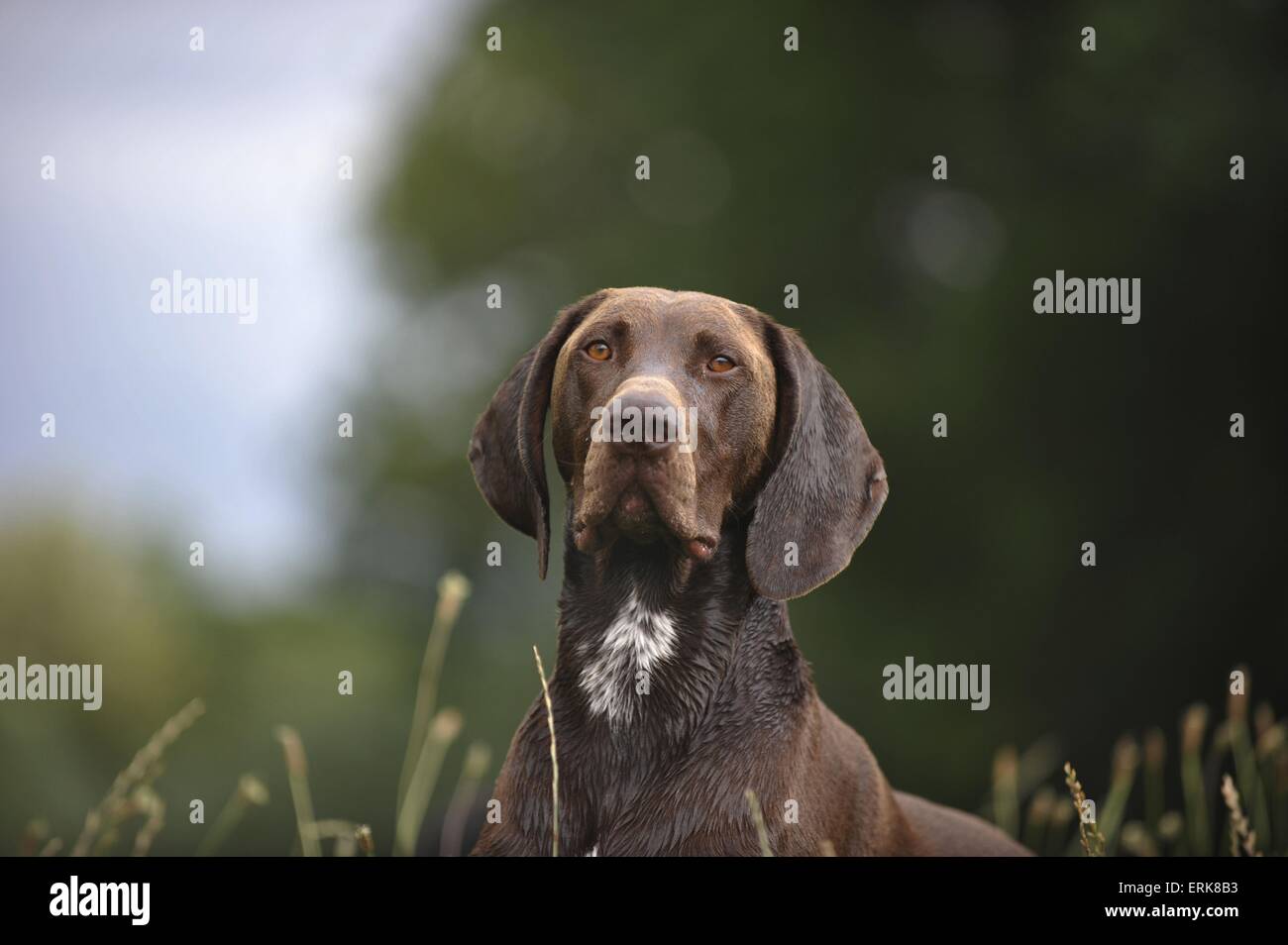 Braque Allemand Portrait Banque D'Images
