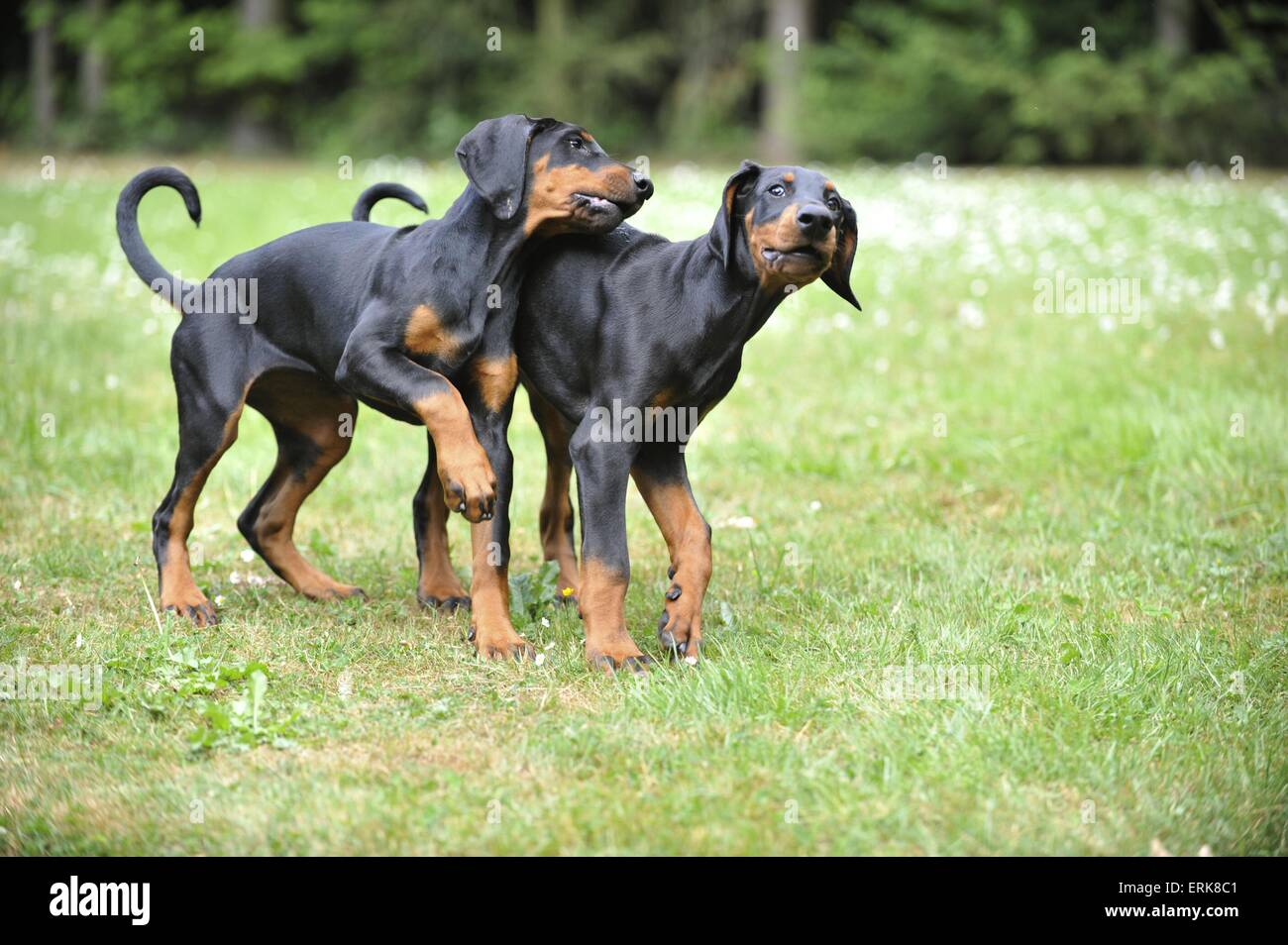 Jeune Dobermann Banque D'Images