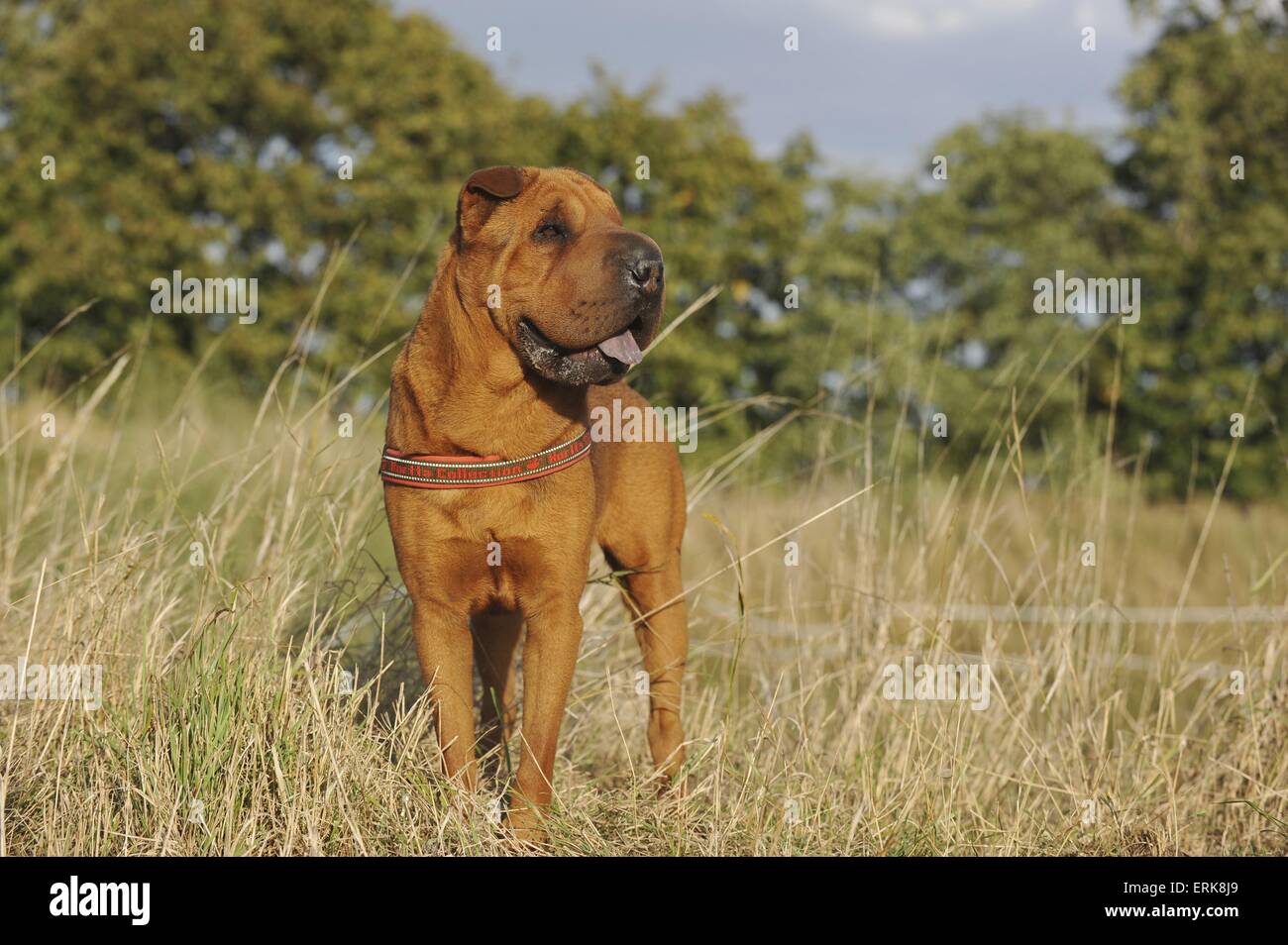 Shar Pei Banque D'Images