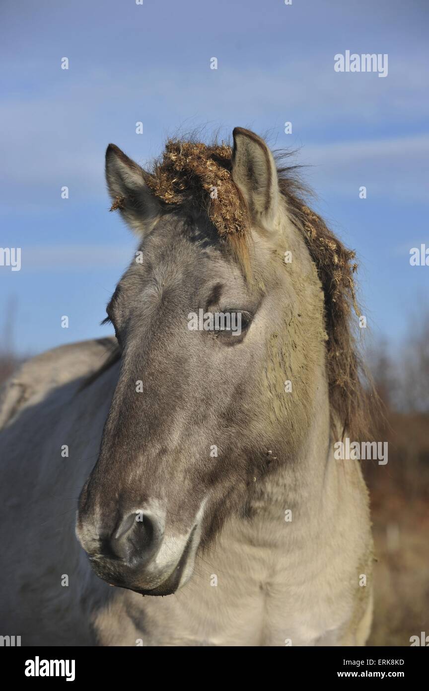 Portrait de Konik Banque D'Images