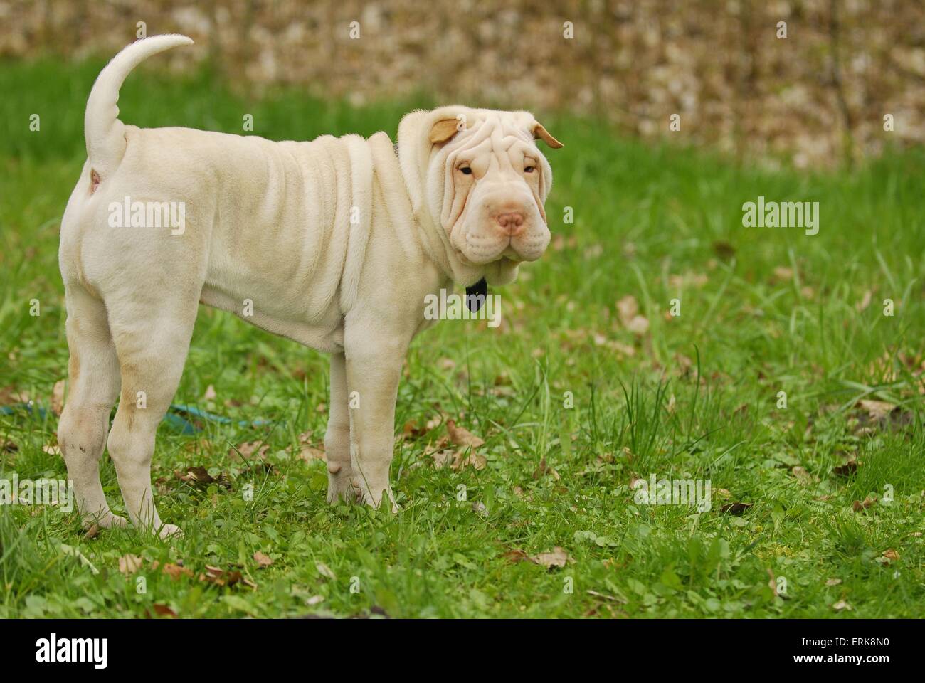 Shar Pei Banque D'Images