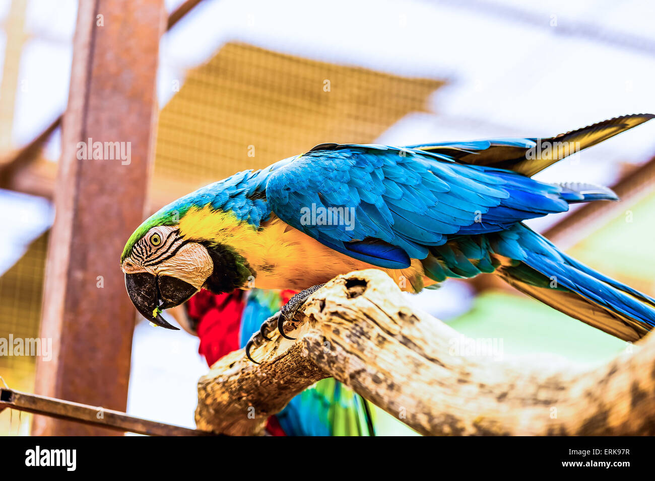 Blue and Gold Macaw parrot jaune ou de l'emplacement sur la perche en bois au zoo Banque D'Images