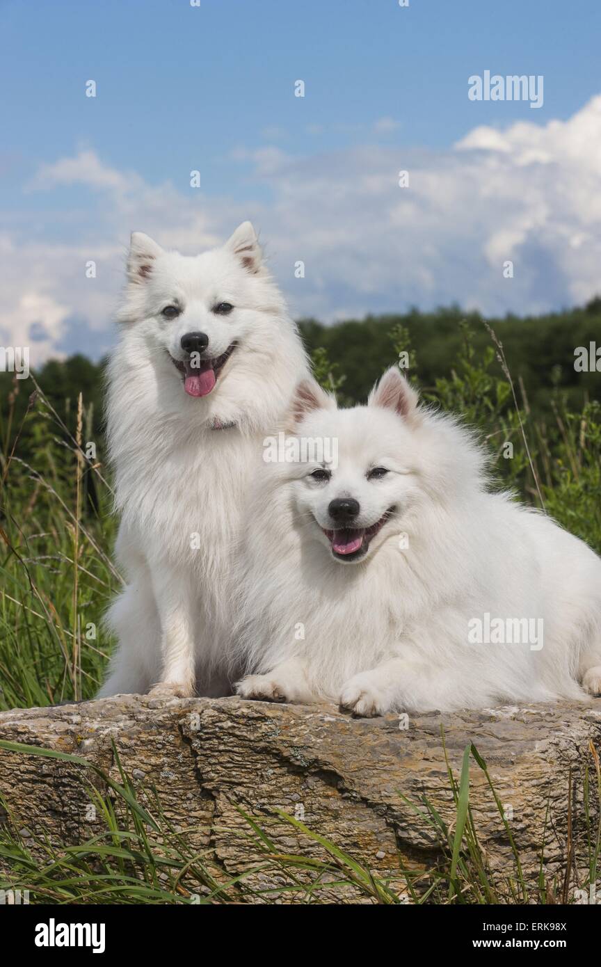 Two Japanese Spitz Dogs Banque D Image Et Photos Alamy
