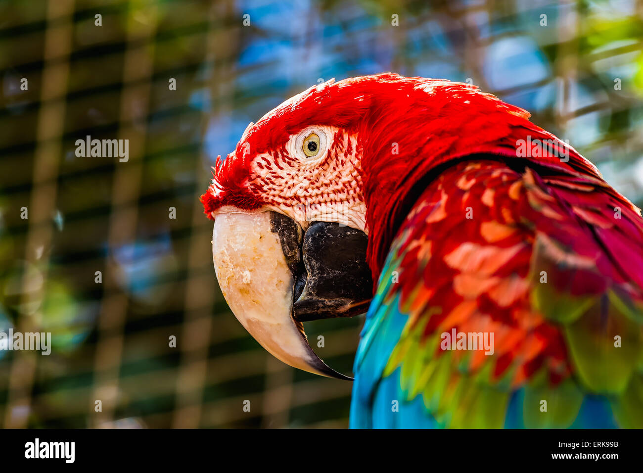 Libre de tête portrait de l'ara rouge ou Ara perroquet cacatoès en cellule zoo Banque D'Images