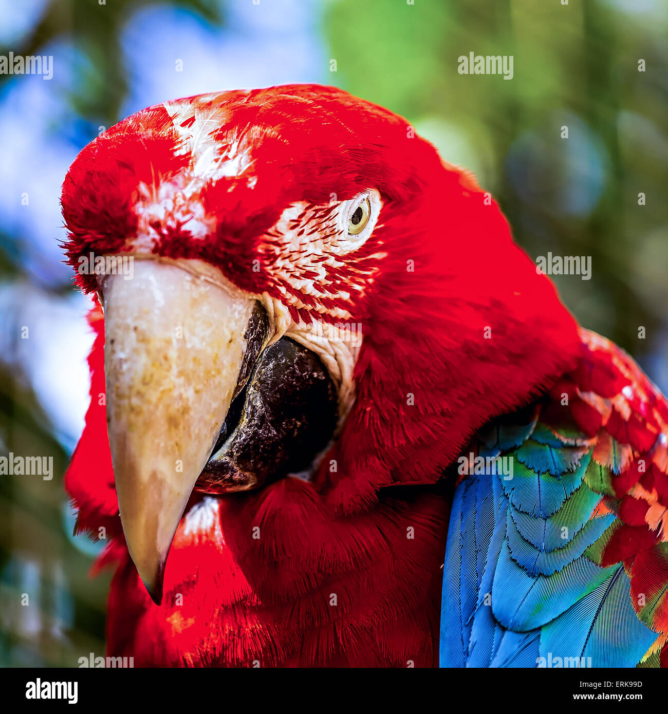 Libre de tête portrait de l'ara rouge ou Ara cacatoès parrot au zoo Banque D'Images