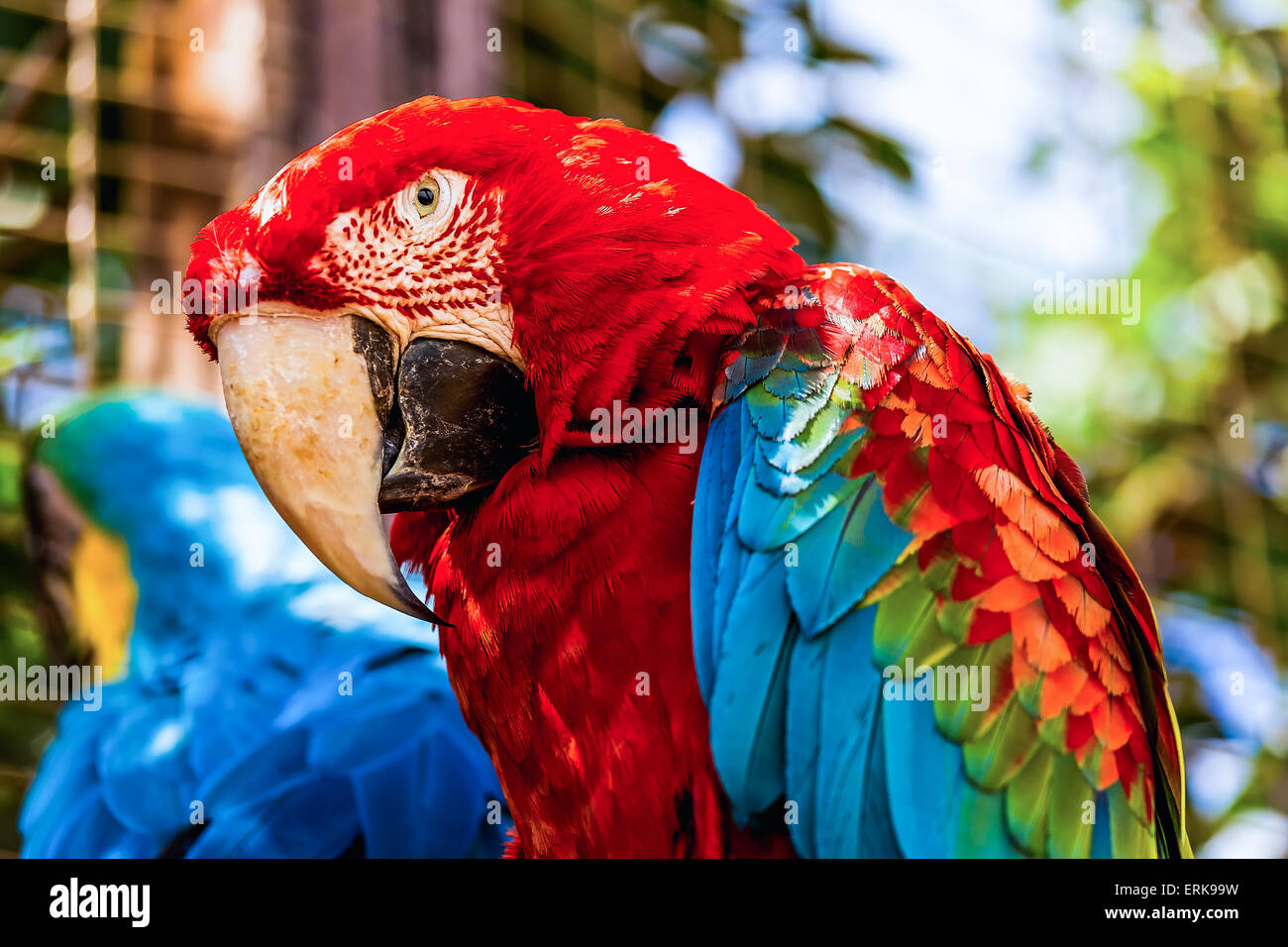 Libre de tête portrait de l'ara rouge ou Ara cacatoès parrot au zoo Banque D'Images