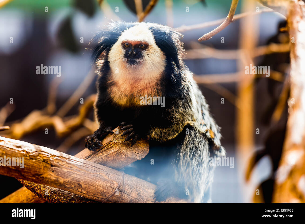 Singe capucin à face blanche ou titi de cara blanca assis sur bois au zoo Banque D'Images