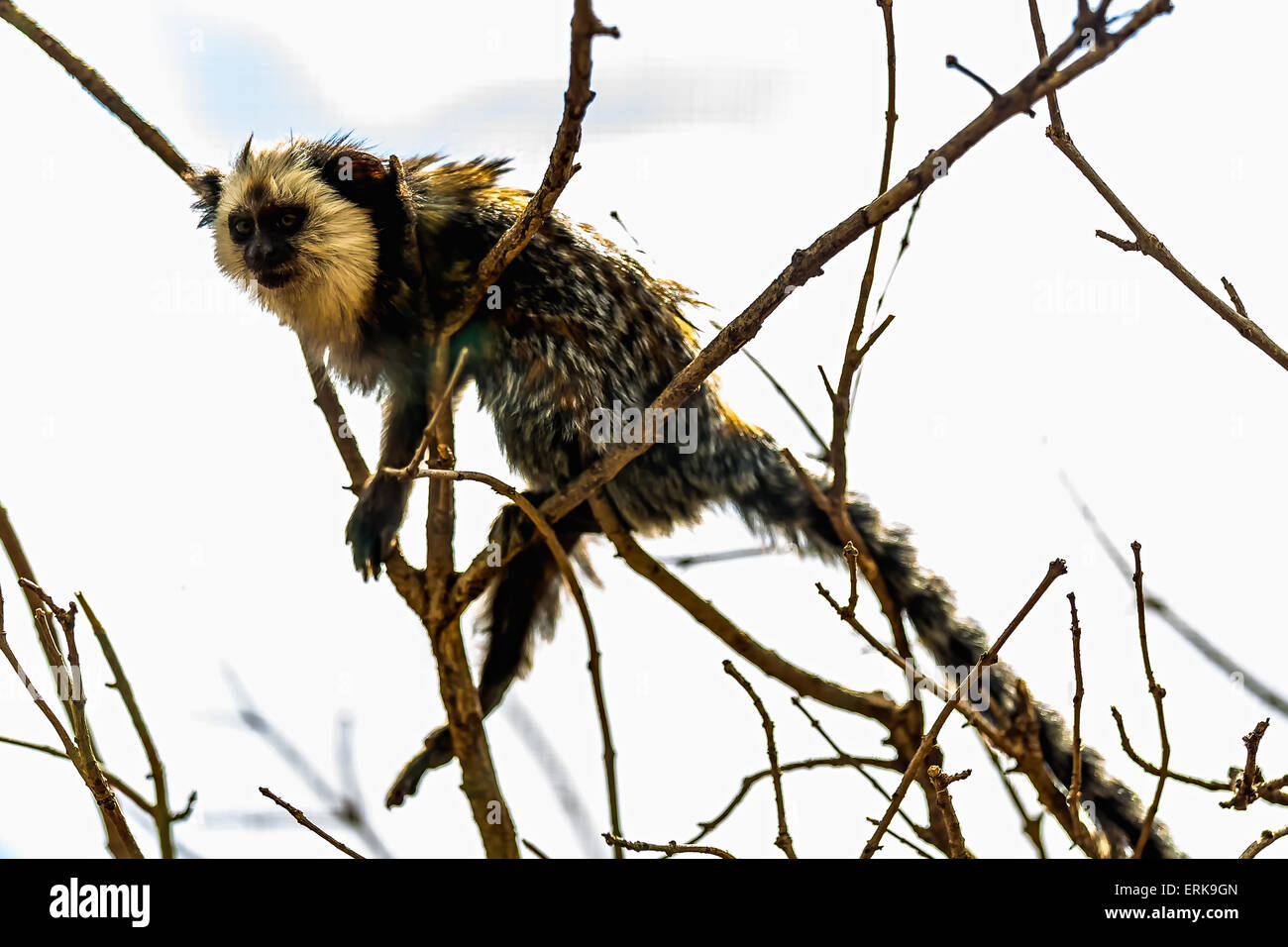 Singe capucin à face blanche ou titi de cara blanca assis sur l'arbre de direction au zoo Banque D'Images