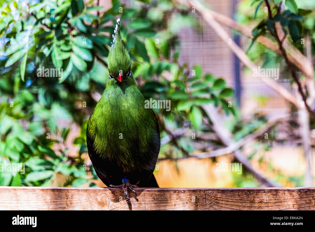 Perroquet vert de l'emplacement sur la perche en bois au zoo Banque D'Images