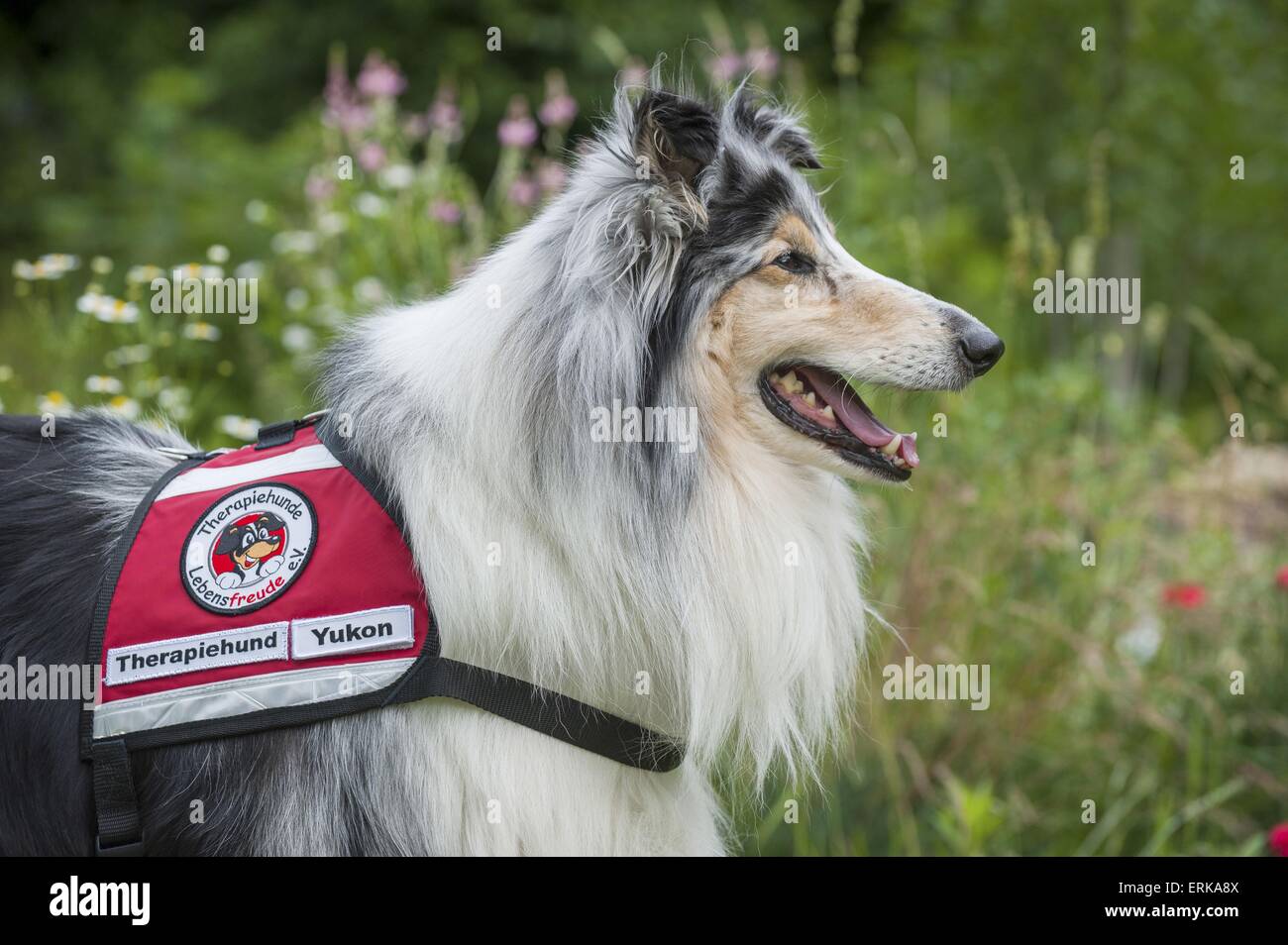 chien de thérapie Banque D'Images