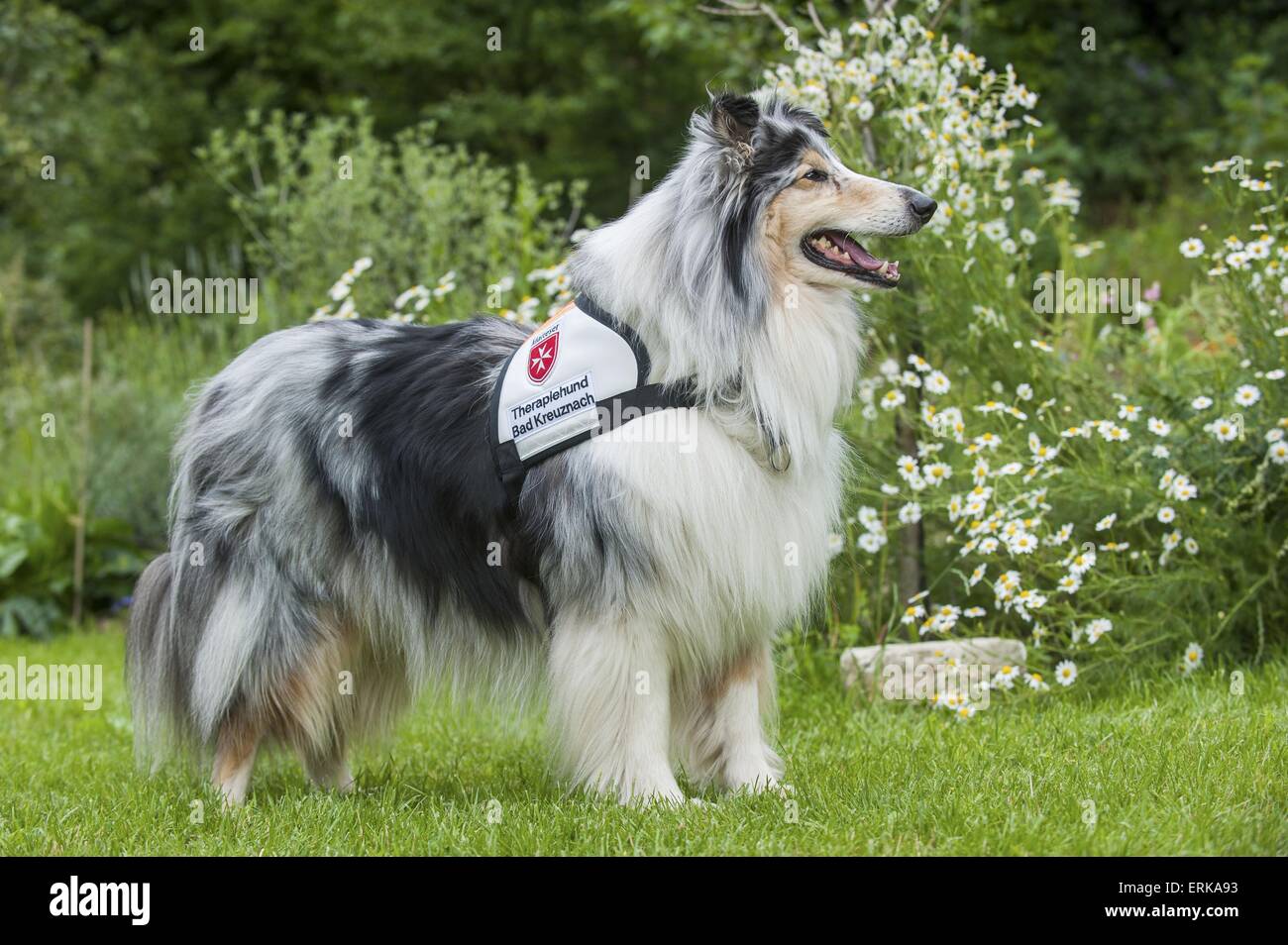 chien de thérapie Banque D'Images