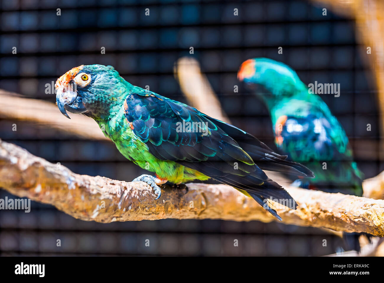 Perroquet vert et bleu de l'emplacement sur la perche en bois au zoo Banque D'Images