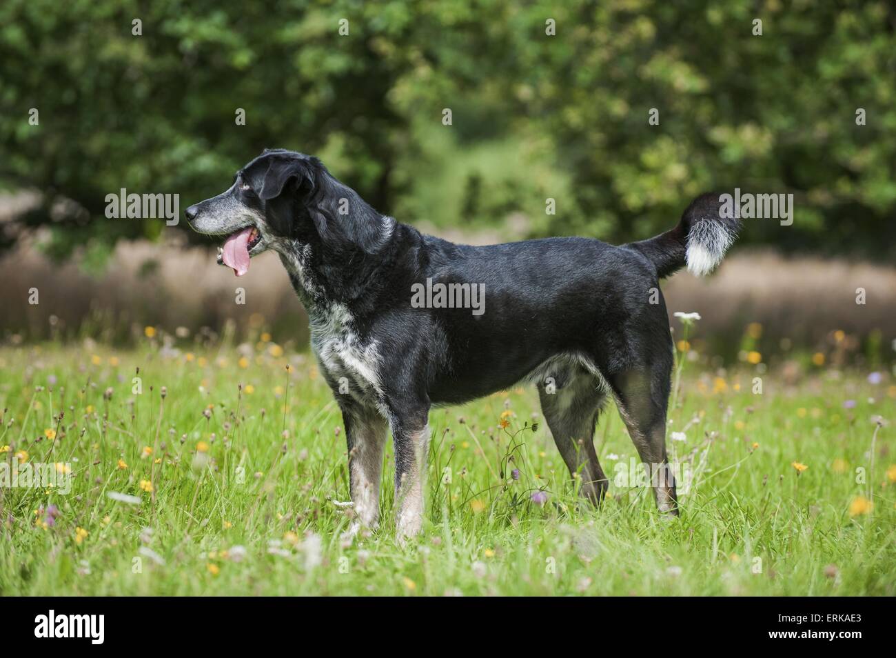 Louisiana Catahoula Leopard Dog Banque D'Images