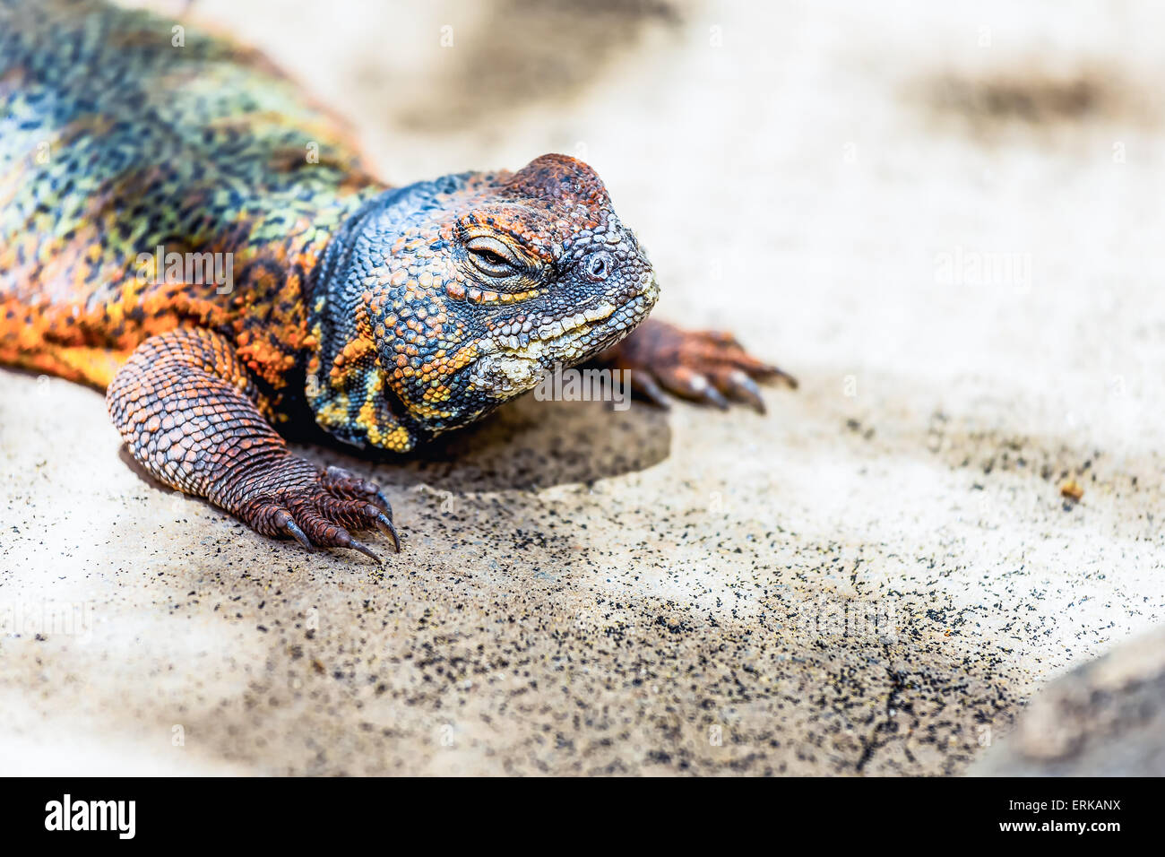 Reptiles lézard ou lacertian assis sur le sol Banque D'Images