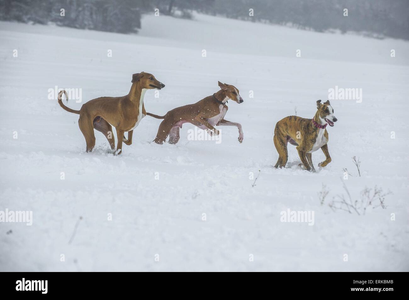 jouer les chiens Banque D'Images