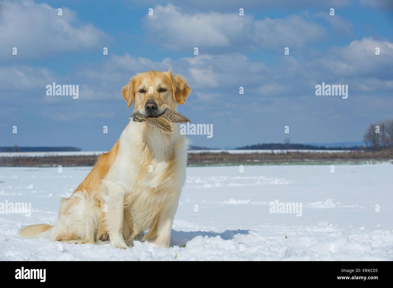 Golden Retriever assis Banque D'Images