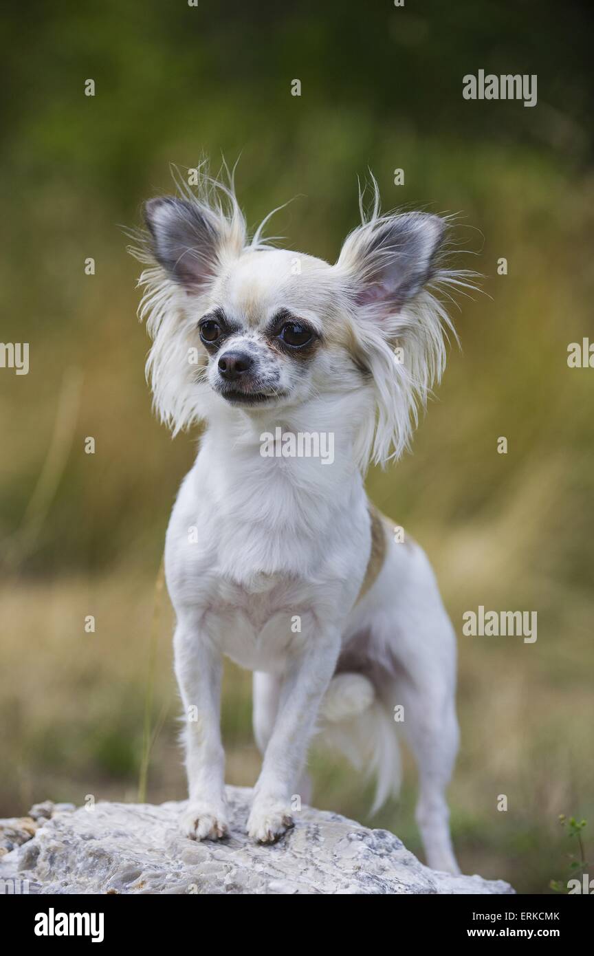 Chihuahua à poil long Photo Stock - Alamy
