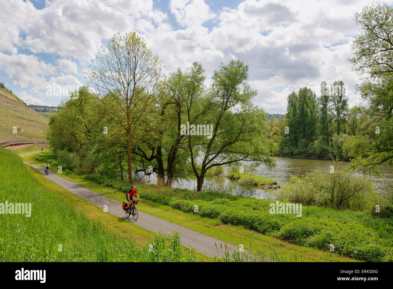 Piste cyclable le long de la principale, près de Homburg, Triefenstein, Spessart, Mainfranken, Lower Franconia, Franconia, Bavaria, Germany Banque D'Images