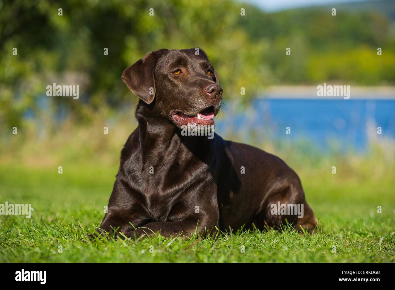 Labrador Retriever couché Banque D'Images