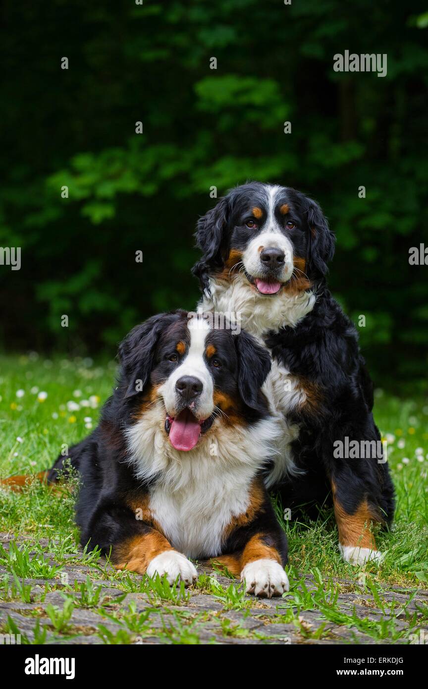 2 Bouvier Bernois Banque D'Images