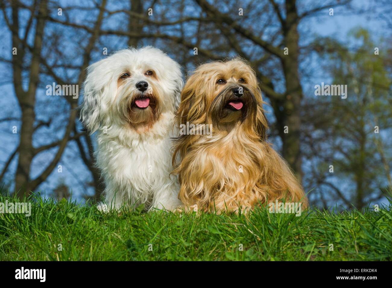 Bichon Havanais Banque D Image Et Photos Alamy
