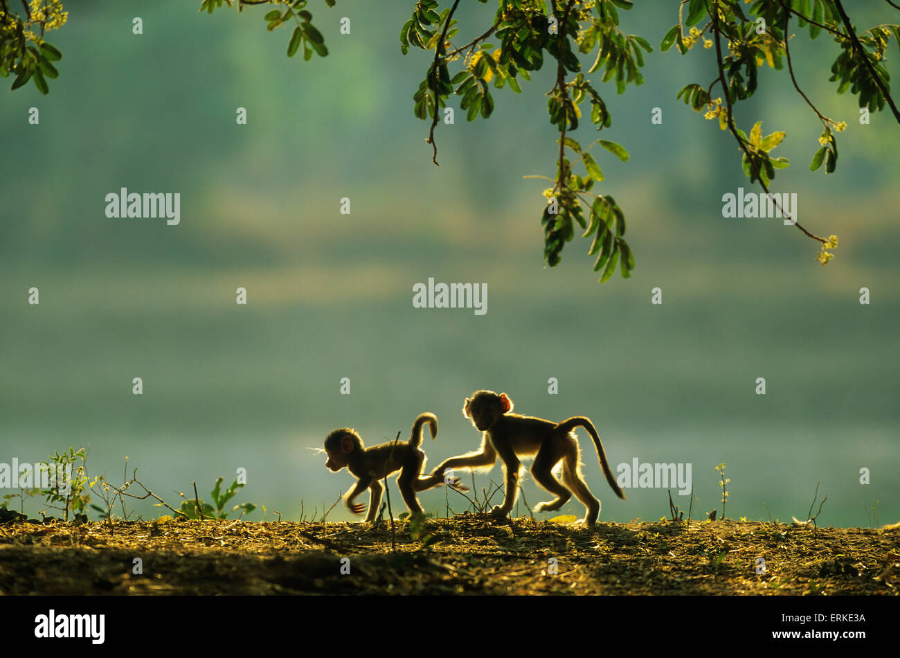 Babouin jaune (Papio cynocephalus), deux jeunes ludique en début de matinée, le parc national de South Luangwa, en Zambie Banque D'Images