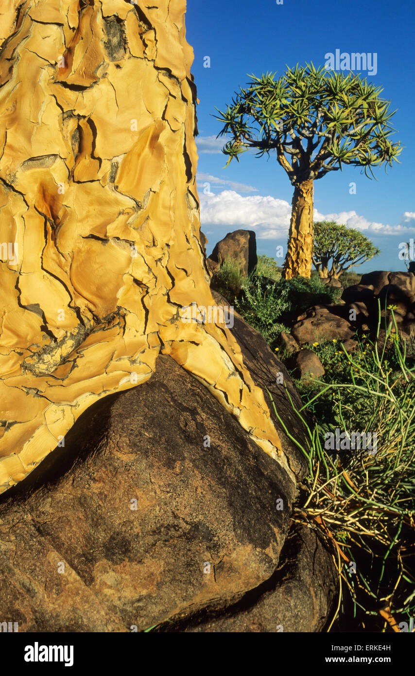 Quiver Tree (Aloe dichotoma), a grandi en partie sur un rocher, Quiver Tree Forest, près de Keetmanshoop, Namibie Banque D'Images