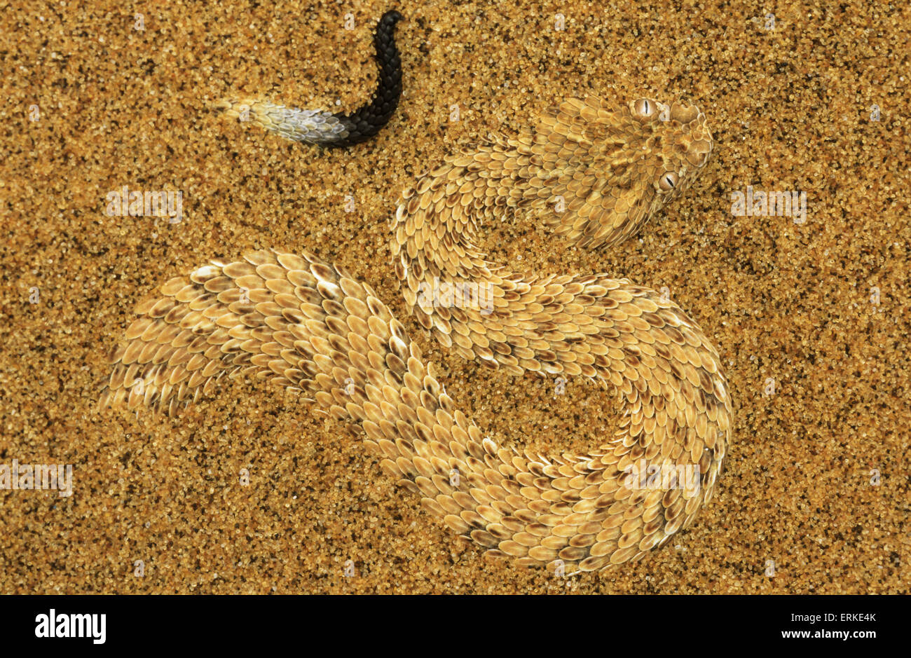 L'Adder Péringuey (Bitis peringueyi) dans le sable, le désert du Namib, Namibie Banque D'Images