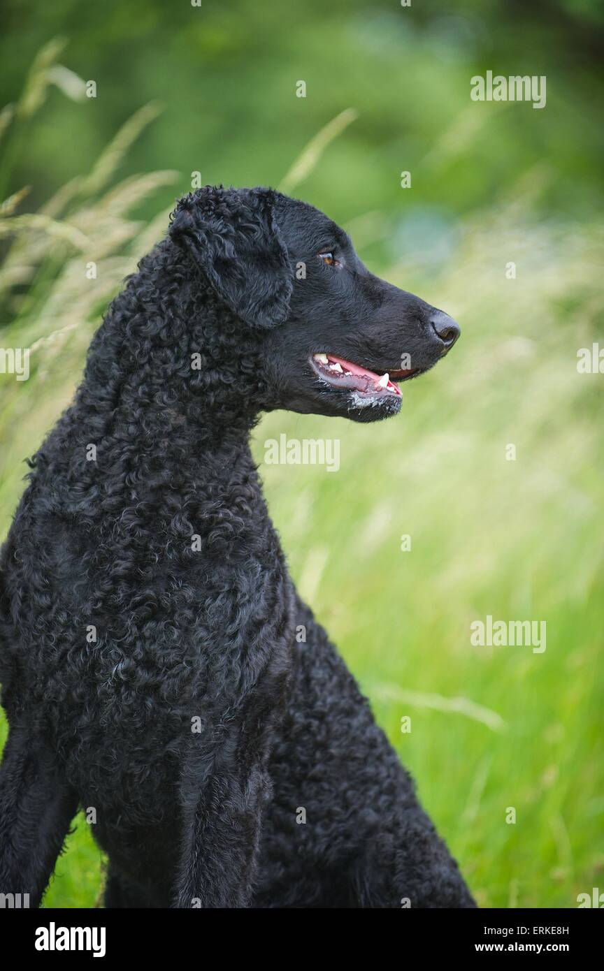 Curly Coated Retriever Portrait Banque D'Images