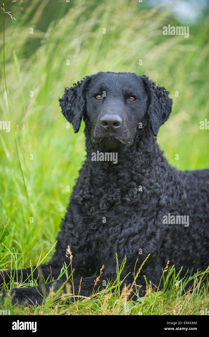 Lying Curly Coated Retriever Banque D'Images