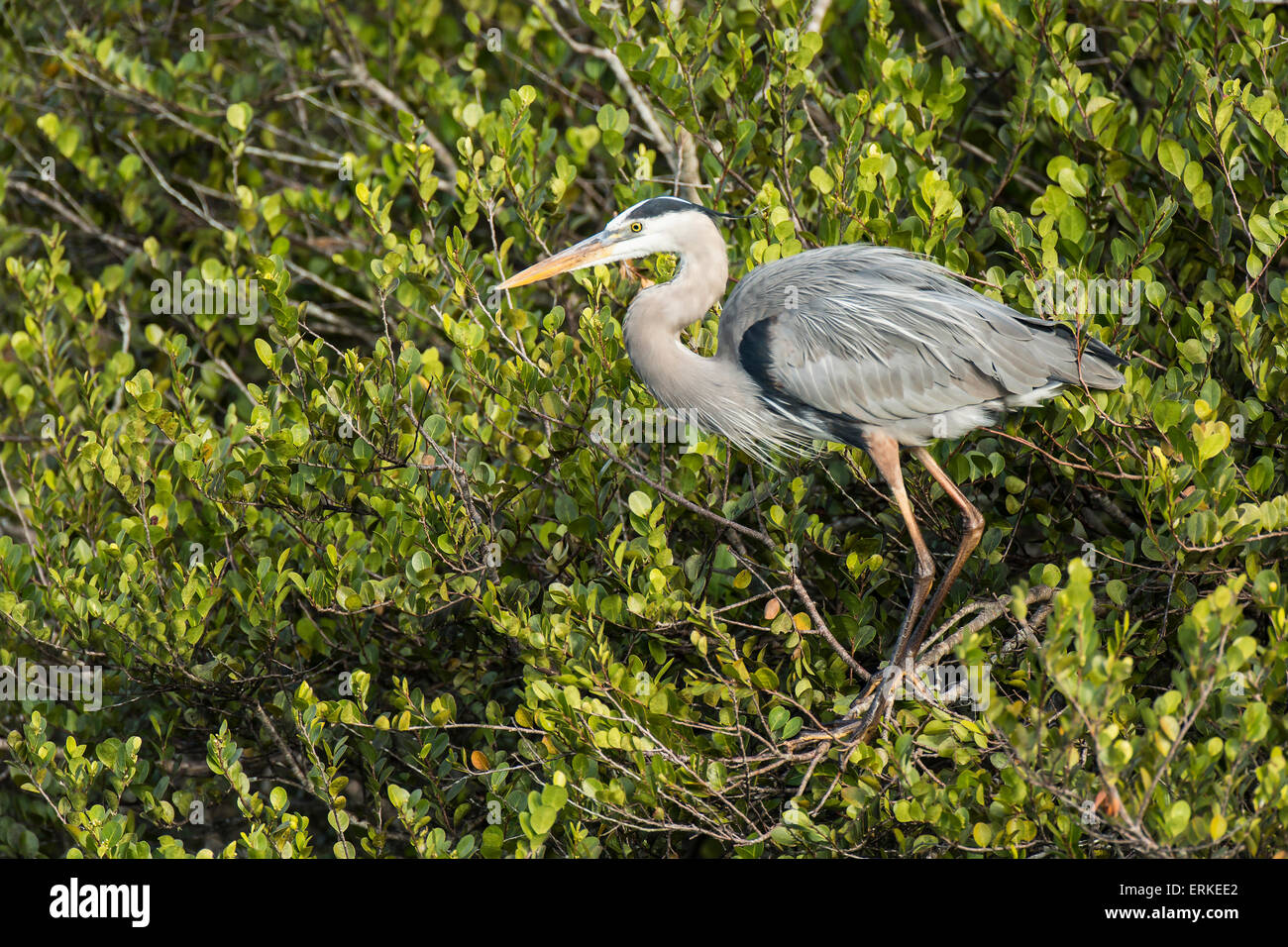 Héron cendré (Ardea cinerea) dans un arbre, le Parc National des Everglades, Florida, USA Banque D'Images
