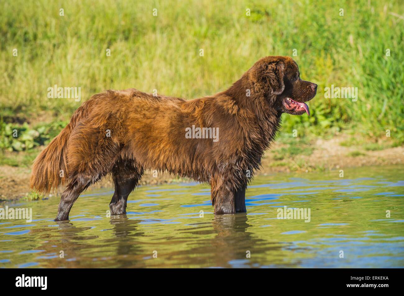 L'article Chien Terre-Neuve Banque D'Images