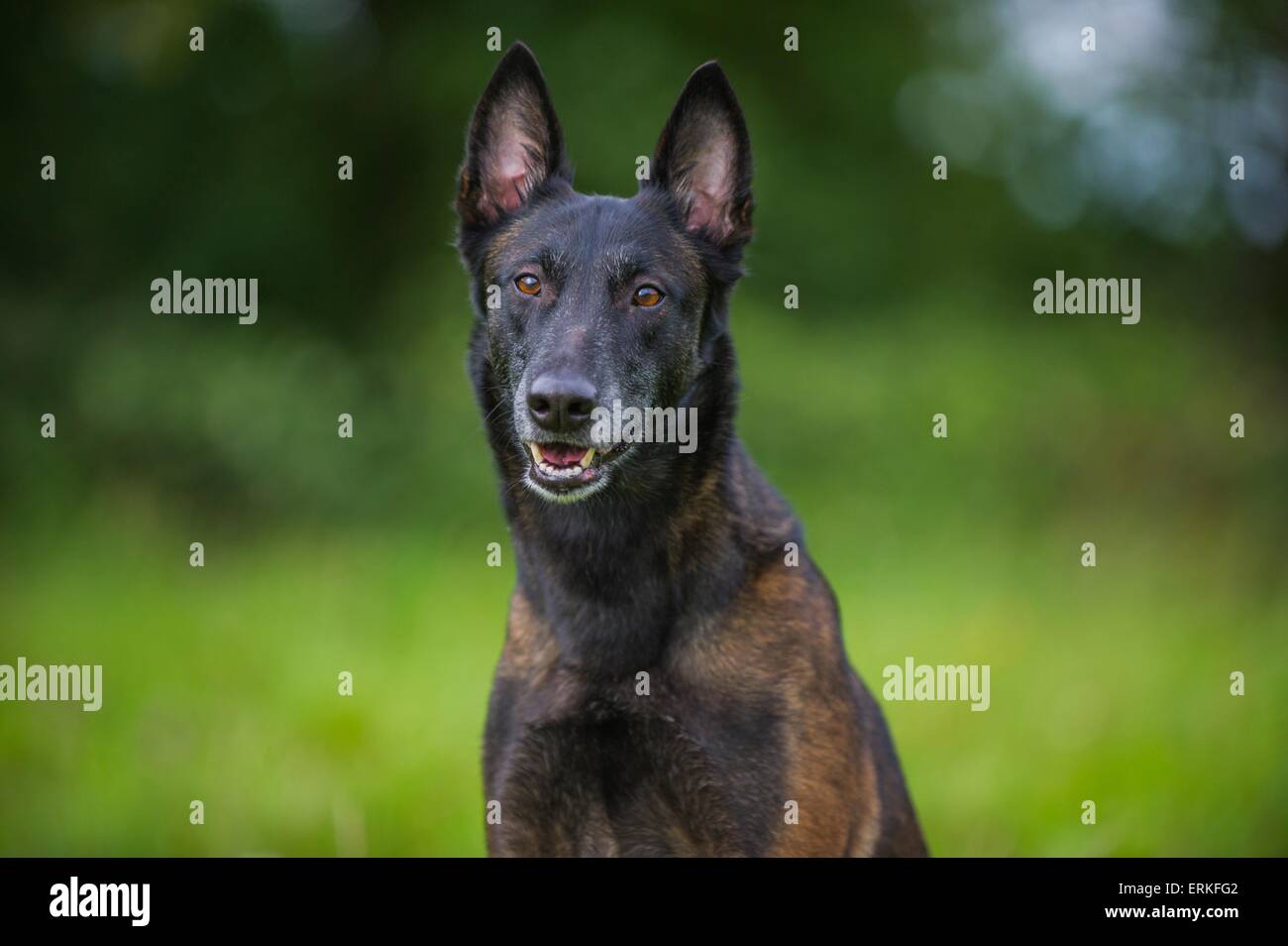 Adult and malinois Banque de photographies et d’images à haute