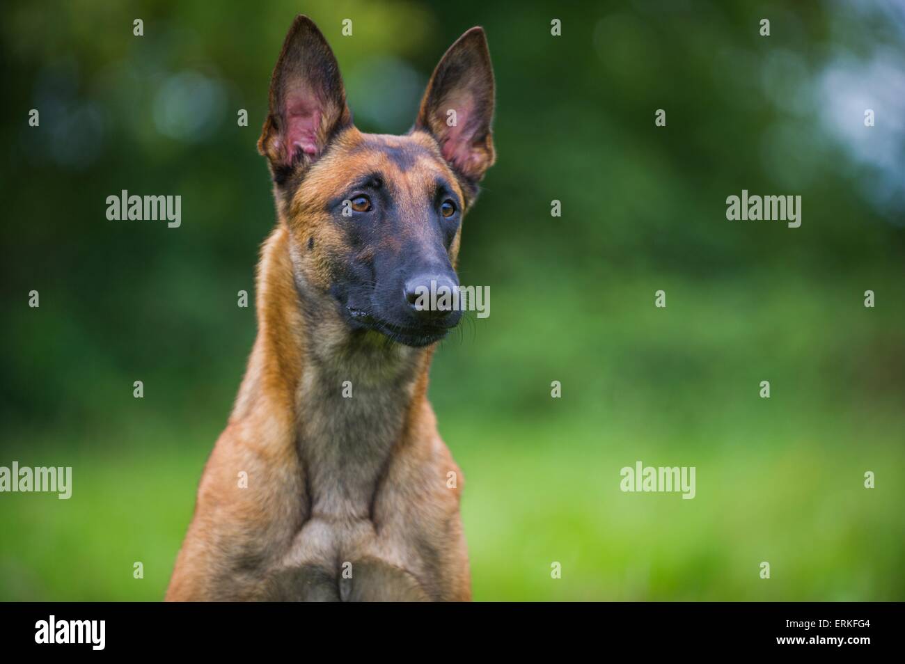Adult and malinois Banque de photographies et d’images à haute