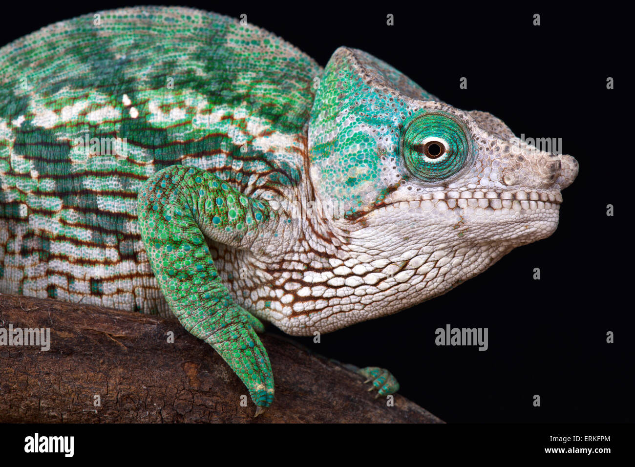 Globe-horned chameleon (globifer Calumma) Banque D'Images