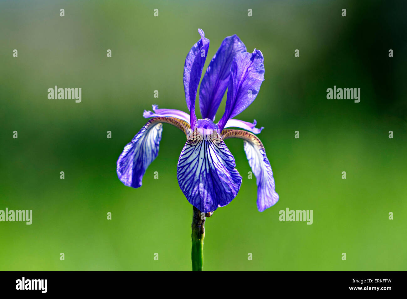 Seul l'Iris de Sibérie (Iris sibirica) fleurs sauvages dans la région de Green Meadow Banque D'Images