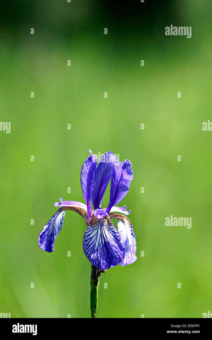 Seul l'Iris de Sibérie (Iris sibirica) fleurs sauvages dans la région de Green Meadow Banque D'Images