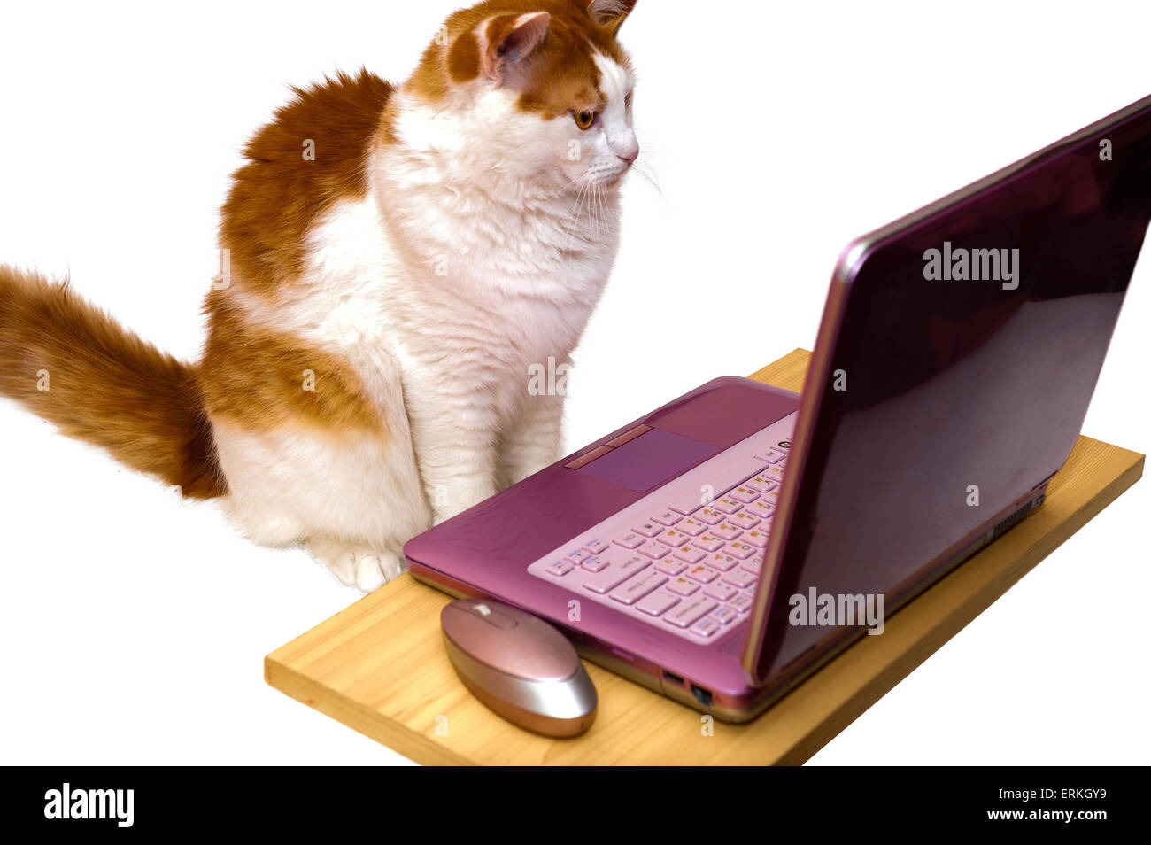 La chatte sur un ordinateur les images numérisées rose sur Internet Banque D'Images