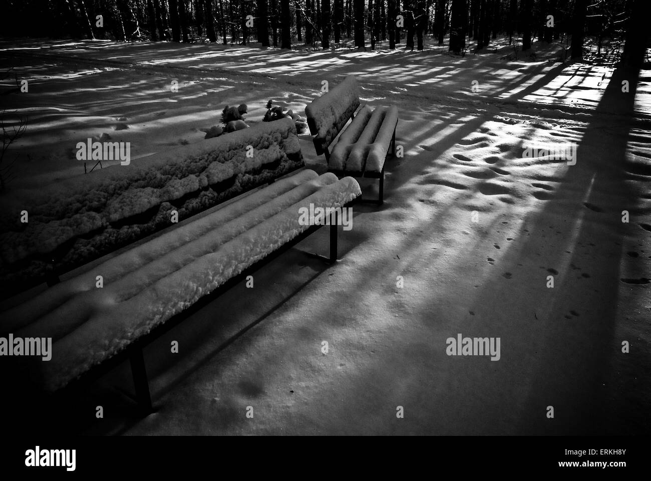Des bancs couverts de neige au milieu de la forêt avec une ombre. Banque D'Images