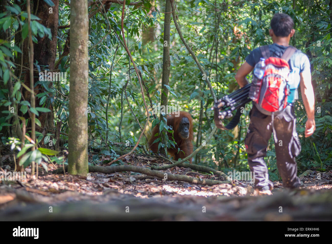 L'orang-outan, Pongo abelii Sumatra, parc national de Gunung Leuser, nord de Sumatra, en Indonésie. Banque D'Images