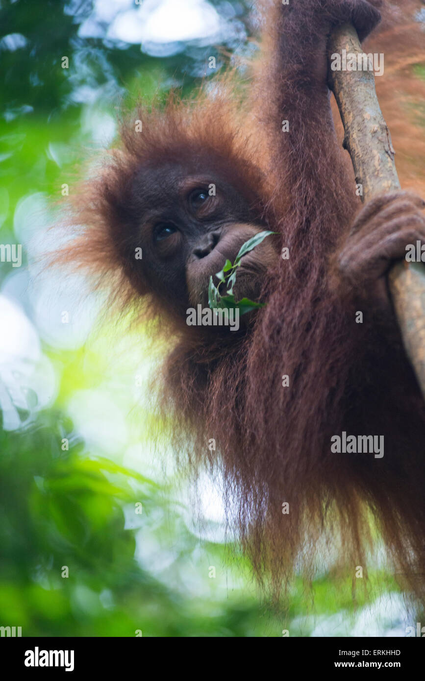 Les jeunes orang-outan, Pongo abelii de Sumatra, dans l'arbre dans le parc national de Gunung Leuser, nord de Sumatra, en Indonésie. Banque D'Images