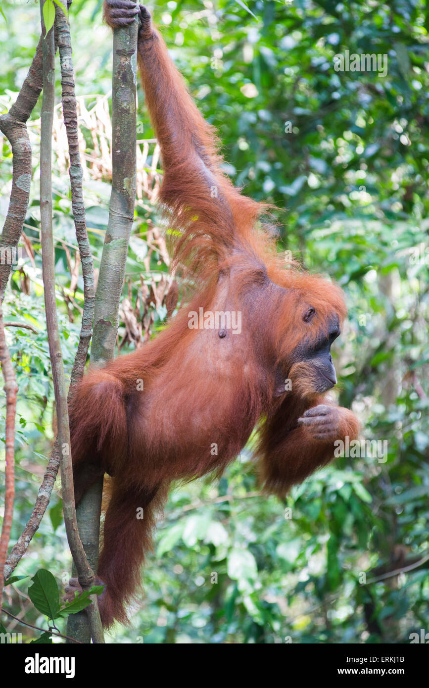 L'orang-outan, Pongo abelii de Sumatra, dans l'arbre dans le parc national de Gunung Leuser, nord de Sumatra, en Indonésie. Banque D'Images