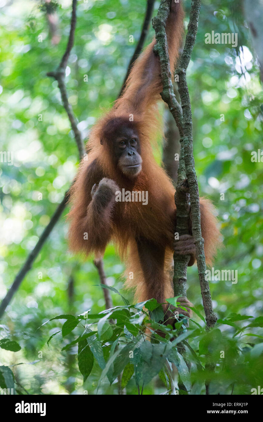L'orang-outan, Pongo abelii de Sumatra, les jeunes en arbre, parc national de Gunung Leuser, nord de Sumatra, en Indonésie. Banque D'Images