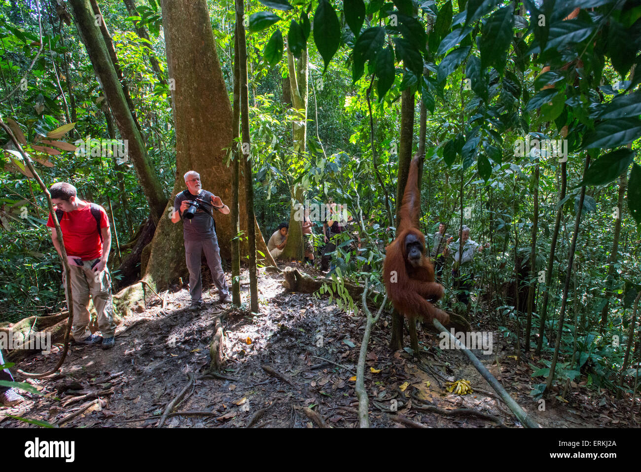 L'orang-outan, Pongo abelii de Sumatra, avec des touristes au parc national de Gunung Leuser, nord de Sumatra, en Indonésie. Banque D'Images L'orang-outan, Pongo abelii de Sumatra, avec des touristes au parc national de Gunung Leuser, nord de Sumatra, en Indonésie. Banque D'Images
