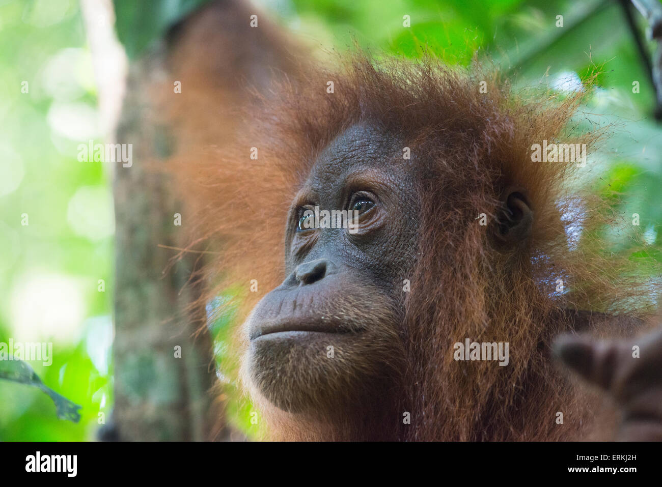 L'orang-outan, Pongo abelii Sumatra, parc national de Gunung Leuser, nord de Sumatra, en Indonésie. Banque D'Images