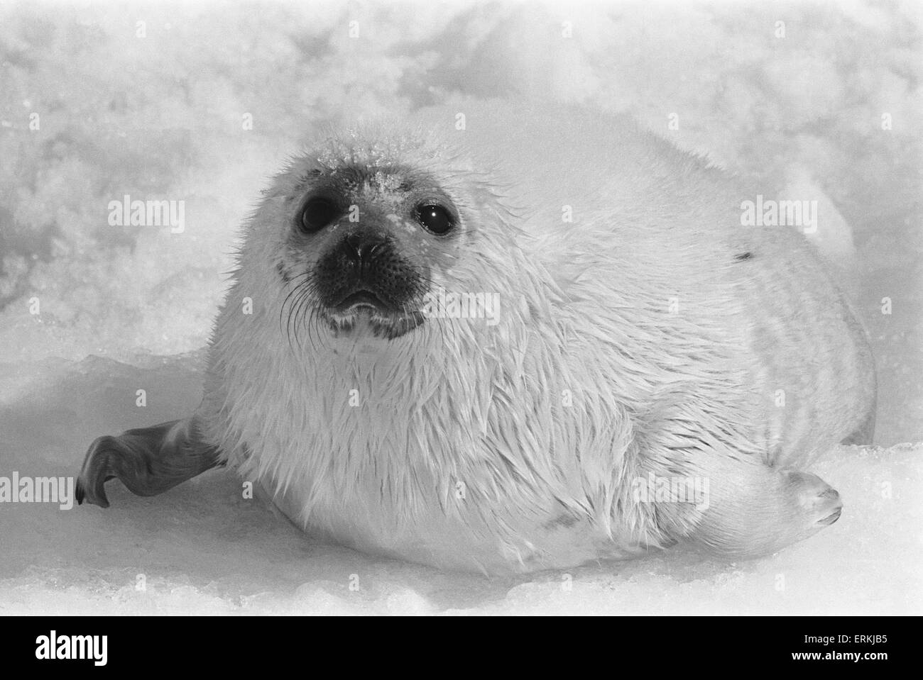 L'abattage des bébés phoques pour leur fourrure. Golfe du Saint-Laurent. Archipel arctique canadien. Mars 1968. La chasse aux phoques au Canada. Banque D'Images