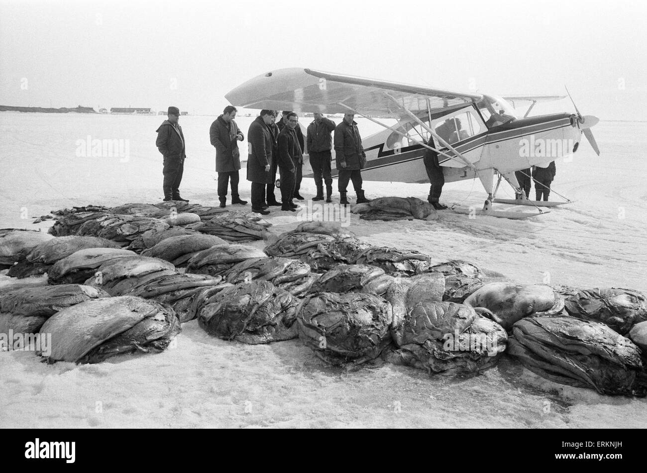 L'abattage des bébés phoques pour leur fourrure. Golfe du Saint-Laurent. Archipel arctique canadien. Mars 1968. La chasse aux phoques au Canada. Banque D'Images