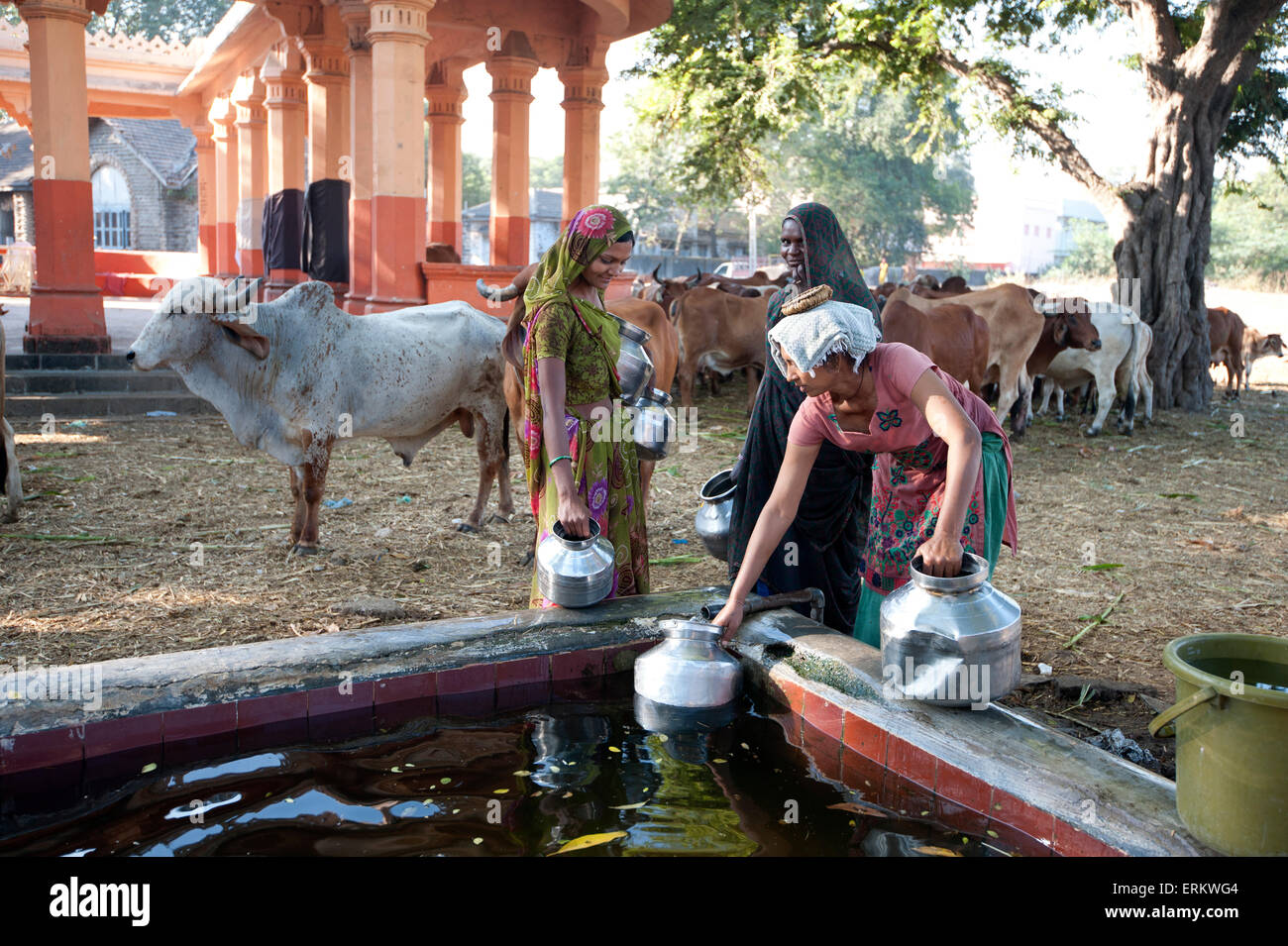 Les femmes d'eau de remplissage des pots dans le camp de bovins BAPS Swaminarayan Sanstha, Gondal, Gujarat, Inde Banque D'Images