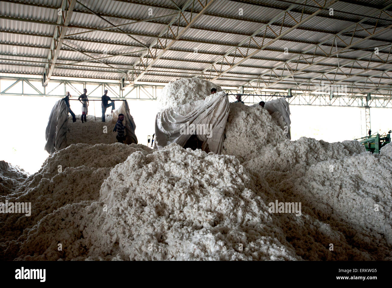 Les hommes nouvellement de déchargement des camions de coton récolté en énormes tas prêt pour le traitement en usine, Rajkot, Gujarat, Inde Banque D'Images