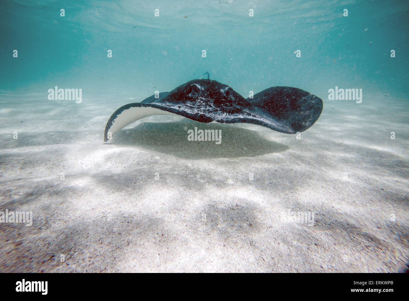 Stingray nager dans la baie de Stingray City un véritable sanctuaire pour les espèces marines, Antigua, Iles sous le vent, West Indies Banque D'Images